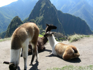 Картинка животные ламы lama