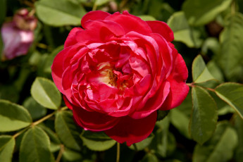Картинка цветы розы красный яркий большой