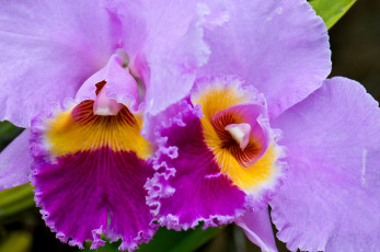 Картинка цветы орхидеи большой сиреневый
