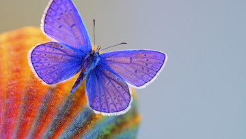Картинка животные бабочки синяя макро