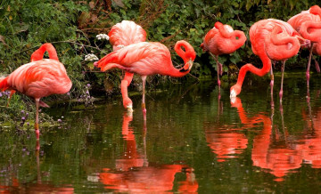 обоя животные, фламинго, шея, отражение, много, розовый