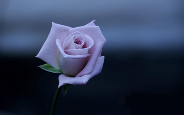 Картинка цветы розы тёмный синий