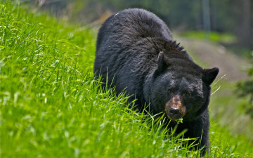 Картинка животные медведи трава