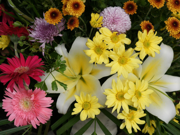 Обои картинки фото цветы, разные, вместе, хризантемы, лилии, герберы, георгины