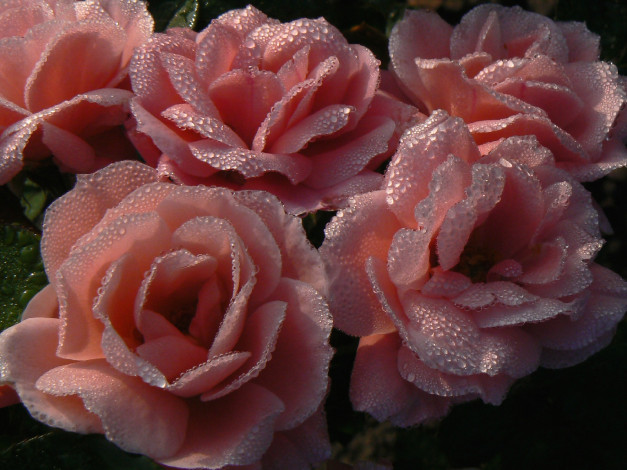 Обои картинки фото цветы, розы, в, каплях, воды, розовые