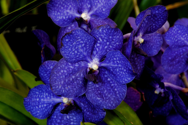 Обои картинки фото цветы, орхидеи, синий, экзотика