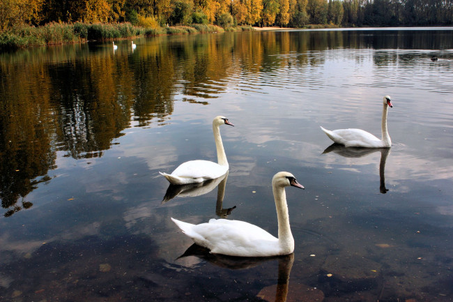 Обои картинки фото животные, лебеди, swan