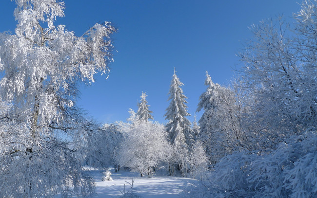 Обои картинки фото природа, зима, снег, лес