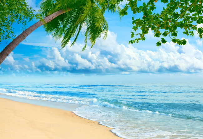 Обои картинки фото природа, тропики, пляж, море, пальма