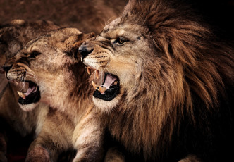 обоя животные, львы, двое