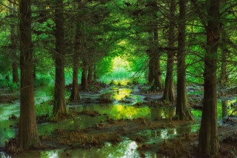 Картинка природа лес чаща ели кочки вода