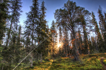 Картинка природа лес лучи солнце