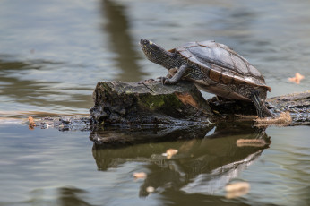 Картинка животные Черепахи черепаха кочка пруд