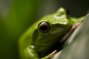 Картинка животные лягушки макро зеленый
