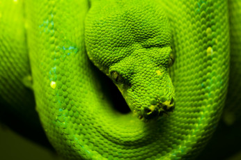 Картинка животные змеи +питоны +кобры зеленый