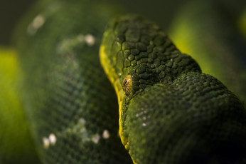Картинка животные змеи +питоны +кобры зеленый чешуя голова