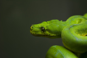 Картинка животные змеи +питоны +кобры зеленый голова