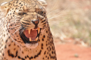 Картинка животные леопарды оскал кошка морда злость пасть рык угроза клыки ярость