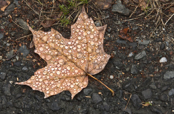 Картинка природа листья макро утро капли роса лист