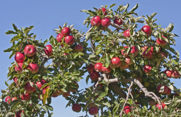 Картинка природа плоды яблоки яблоня небо красные листья ветки
