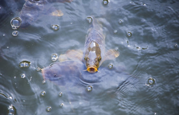 Картинка животные рыбы вода карп