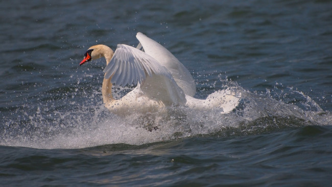Обои картинки фото животные, лебеди, белый, грация, движение, вода, брызги, крылья