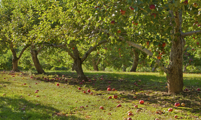 Обои картинки фото природа, деревья, солнечно, яблони, яблоки, сад
