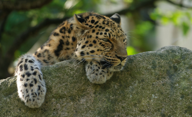 Обои картинки фото животные, леопарды, амурский, лапы, отдых, камень, кошка, морда