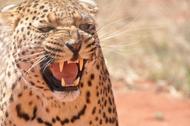 Обои картинки фото животные, леопарды, оскал, кошка, морда, злость, пасть, рык, угроза, клыки, ярость