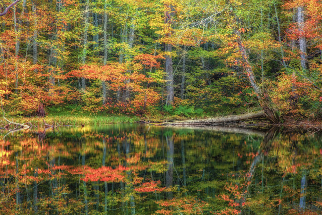 Обои картинки фото природа, реки, озера, лес, осень, краски, река