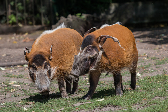 Обои картинки фото животные, свиньи,  кабаны, кабаны
