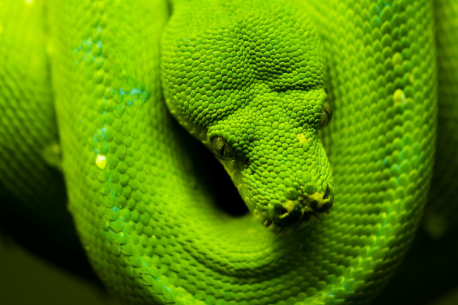 Обои картинки фото животные, змеи,  питоны,  кобры, зеленый