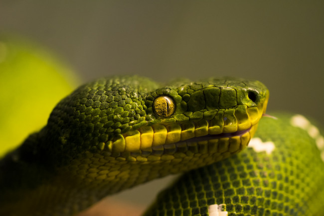 Обои картинки фото животные, змеи,  питоны,  кобры, зеленый, профиль