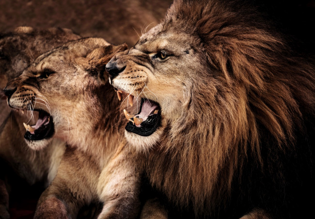 Обои картинки фото животные, львы, двое