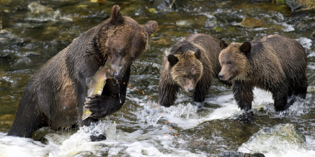Обои картинки фото животные, медведи, икра, река, улов, рыба