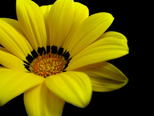 Картинка цветы цветок желтый