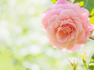 Картинка цветы розы бутон роза боке макро