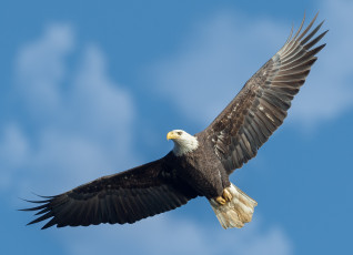 Картинка животные птицы+-+хищники птичка bald+eagle