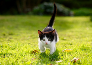 Картинка животные коты боке взгляд малыш котёнок трава