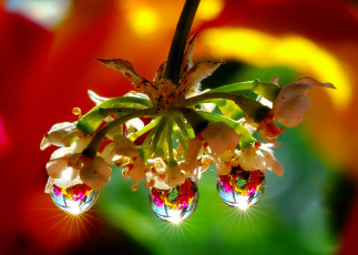 Картинка цветы орхидеи блики капли отражение соцветие