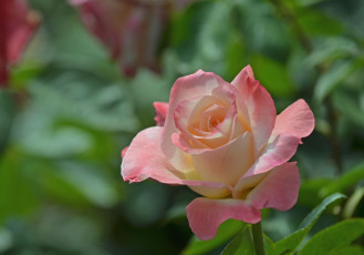 Картинка цветы розы бутон боке роза макро
