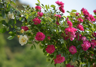 Картинка цветы розы плетистые фон