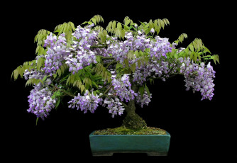 Картинка цветы глициния бонсай деревце