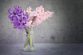 Картинка цветы гиацинты банка вода розовый лиловый