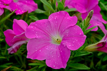 Картинка цветы петунии +калибрахоа розовый капли