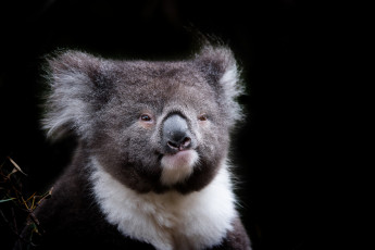 Картинка животные коалы зверек