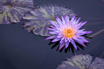 Картинка цветы лилии+водяные +нимфеи +кувшинки водяная лилия вода листья
