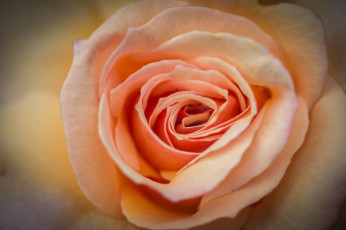 Картинка цветы розы роза лепестки макро бутон