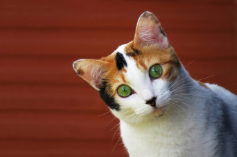 Картинка животные коты мордочка фон кошка взгляд