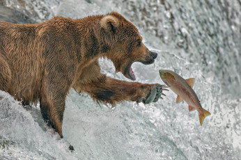 обоя животные, медведи, река, медведь, рыба, форель, рыбалка, аляска
